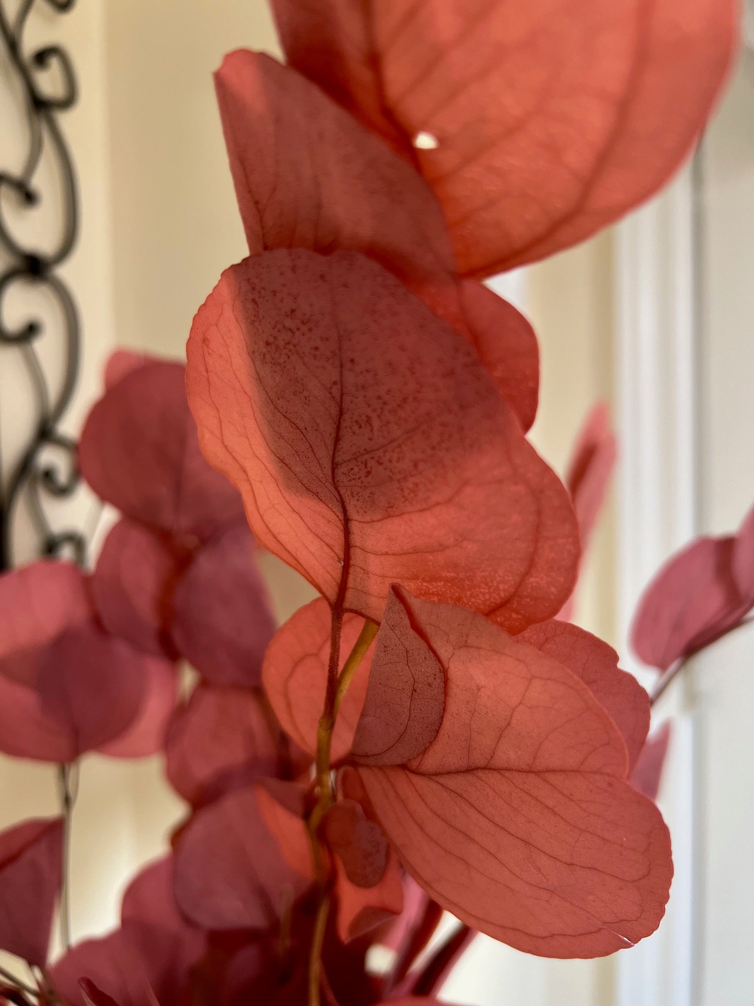 Silver Dollar Eucalyptus